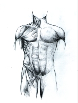 muscle image 00